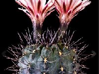 Gymnocalycium striglianum ©JJ Houdre.jpg